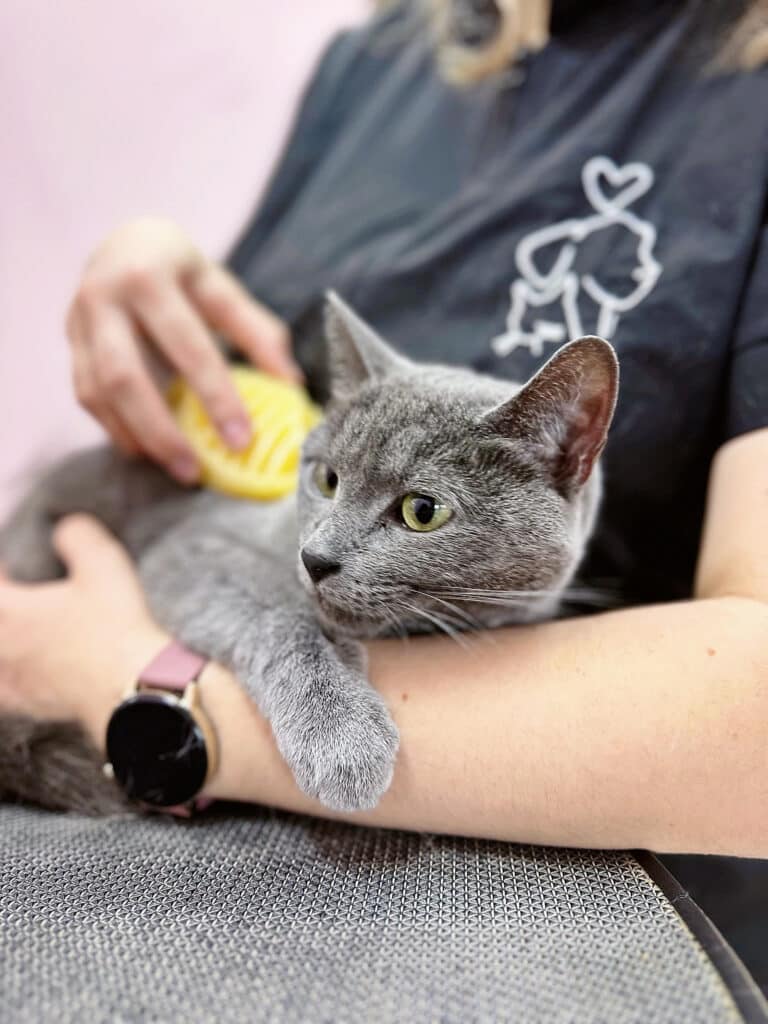 Сірий короткошерстий кіт обіймає ліву руку грумера, поки правою вичісують його підшерстя