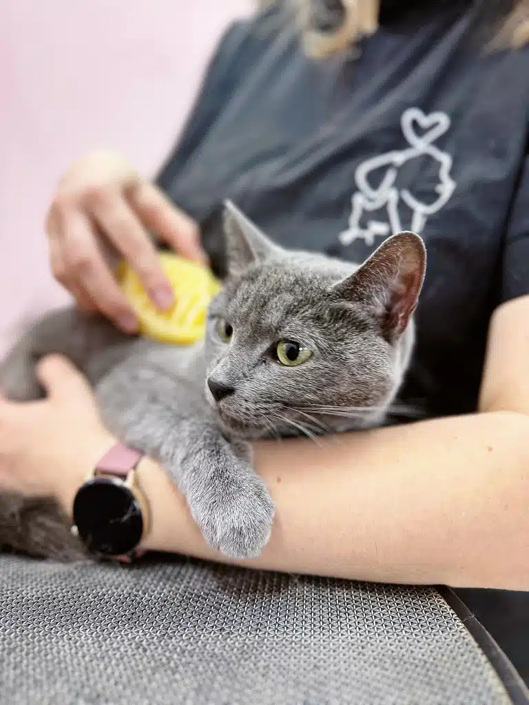 Сірий короткошерстий кіт обіймає ліву руку грумера, поки правою вичісують його підшерстя