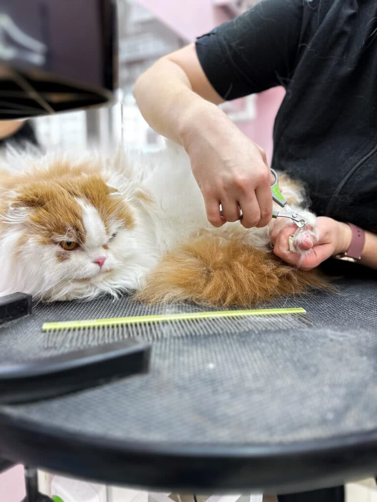 Грумер з рожевим годинником підстригає кігті на задній лапі пухнастого кота
