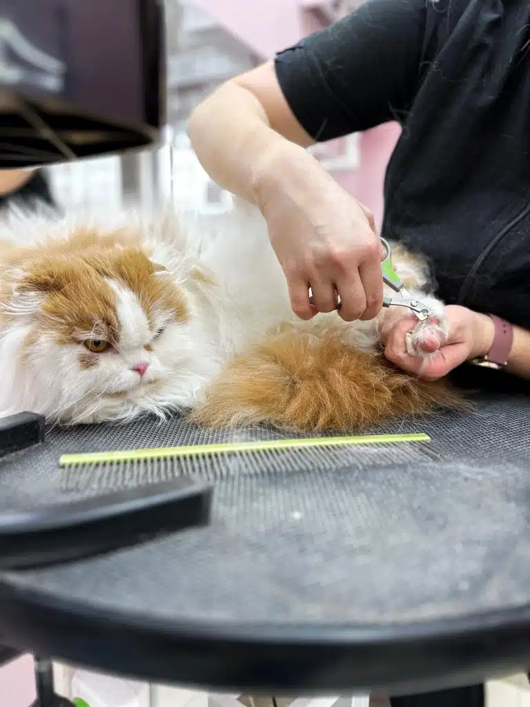 Грумер з рожевим годинником підстригає кігті на задній лапі пухнастого кота