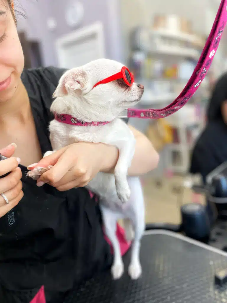 Білий короткошерстий чих в червоних окулярах не хоче дивитись, як йому підстригають кігті