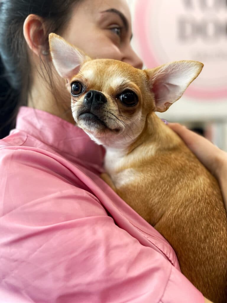 Дівчина з підібраним волоссям тримає на руках короткошерстого рудого чиха