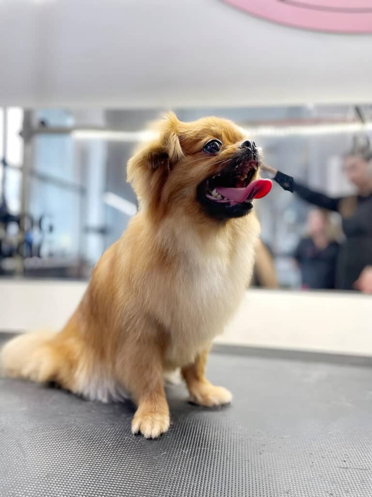 Довгошерстий чихуахуа після стрижки має гладкі лапи та округлу грудку