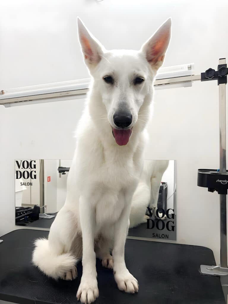 Біла короткошерста вівчарка сидить на прямокутному чорному столі біля дзеркала