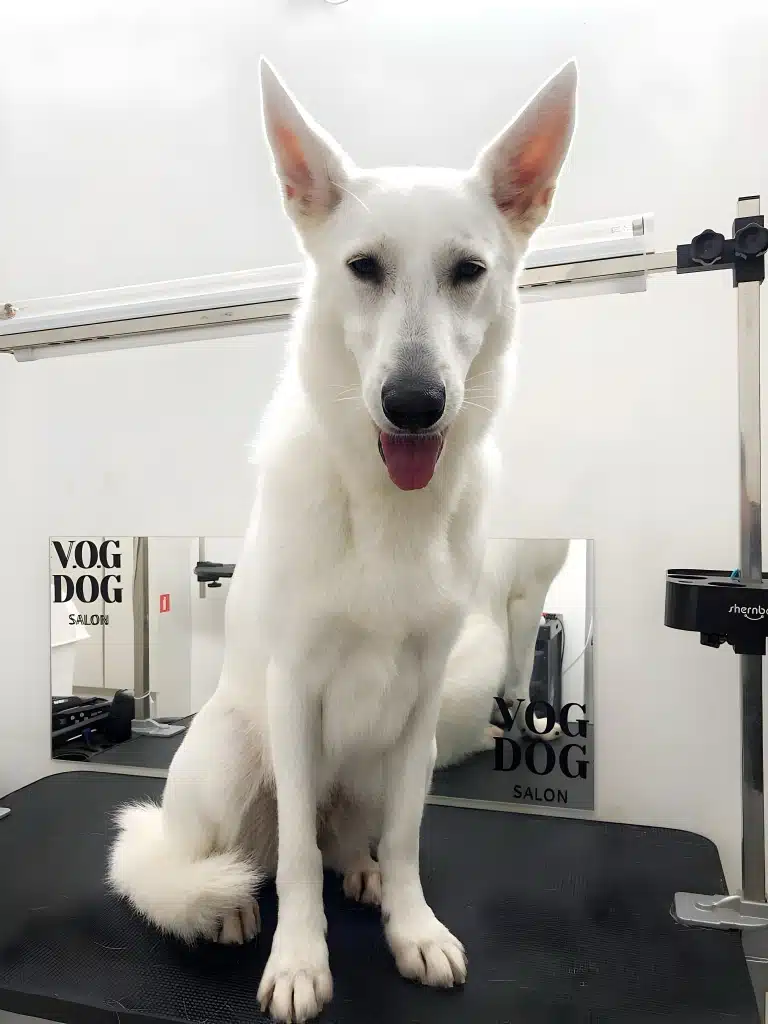 Біла короткошерста вівчарка сидить на прямокутному чорному столі біля дзеркала