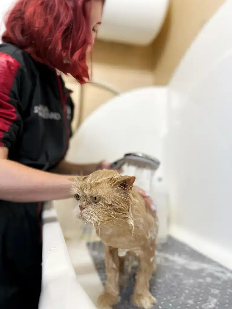 Грумер з червоним волоссям змиває водою косметику з шерсті бежевого кота