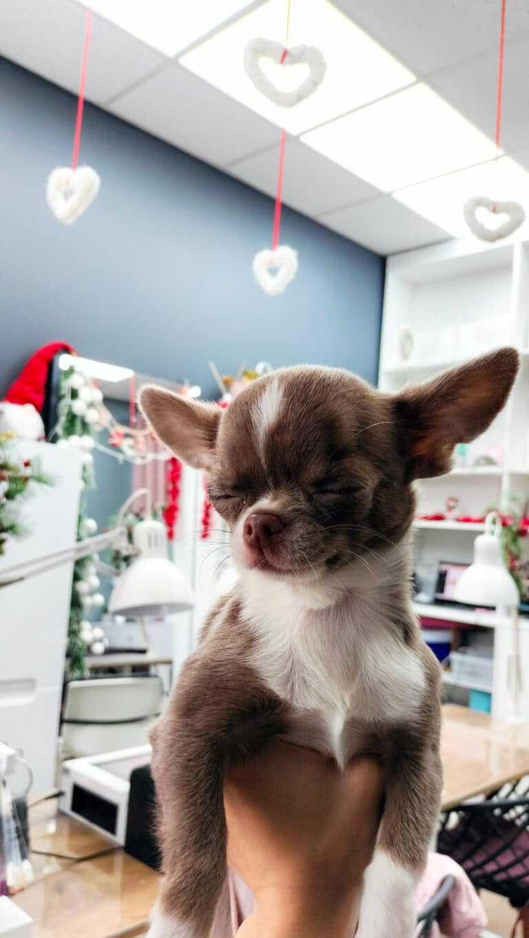 Біло-коричневий чих заснув в руці грумера в салоні, на стелі якого висять серця