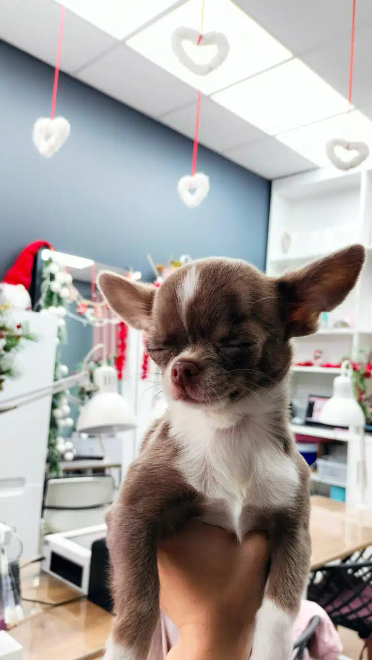 Біло-коричневий чих заснув в руці грумера в салоні, на стелі якого висять серця