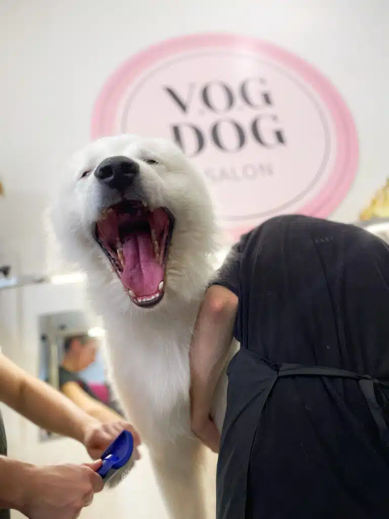 Білий пес широко відкрив рота поки грумер в чорній формі працює над красою його лапи