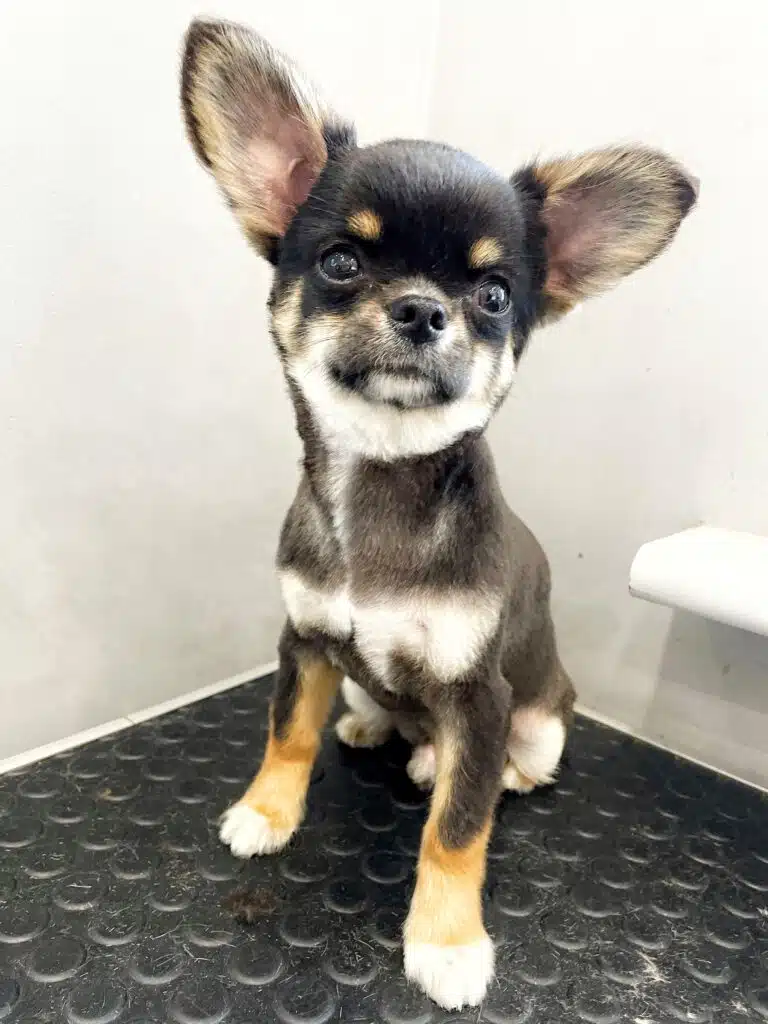 Чих з великими вухами має руді мітки на чорній шерсті над очима, що схожі на брови