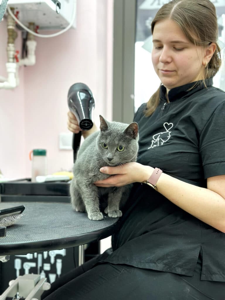 Грумер в чорній формі сушить феном коротку шерсть сірого кота з зеленими очима