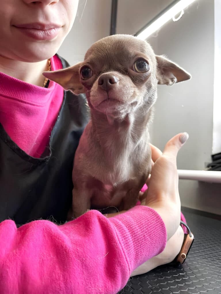 Дівчина в рожевому светрі та чорному фартусі обіймає сірого короткошерстого чиха