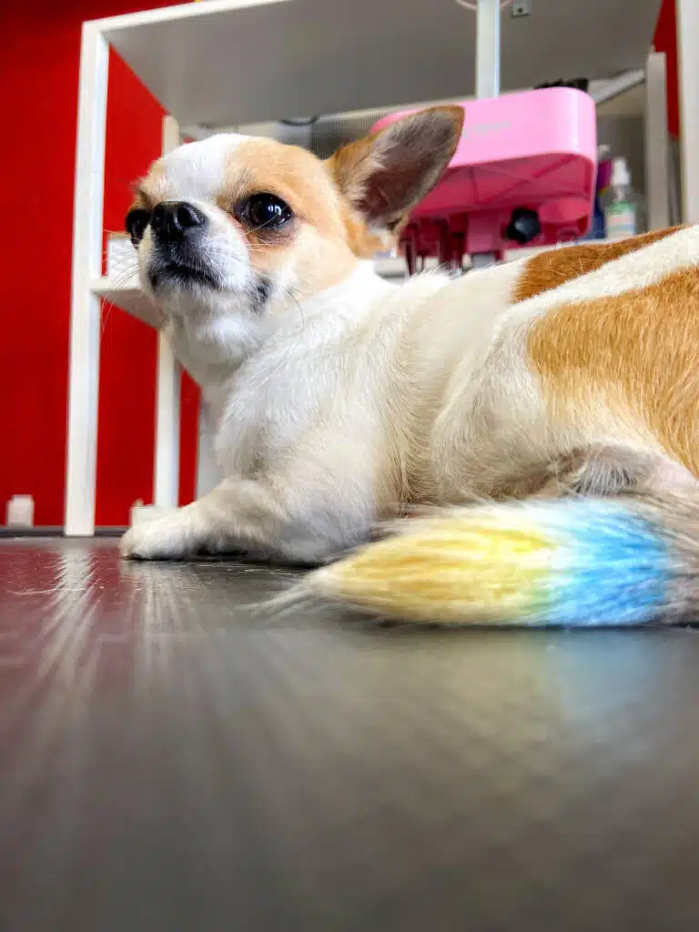 Світлий чих має пофарбованого хвоста в жовтий та блакитний кольори