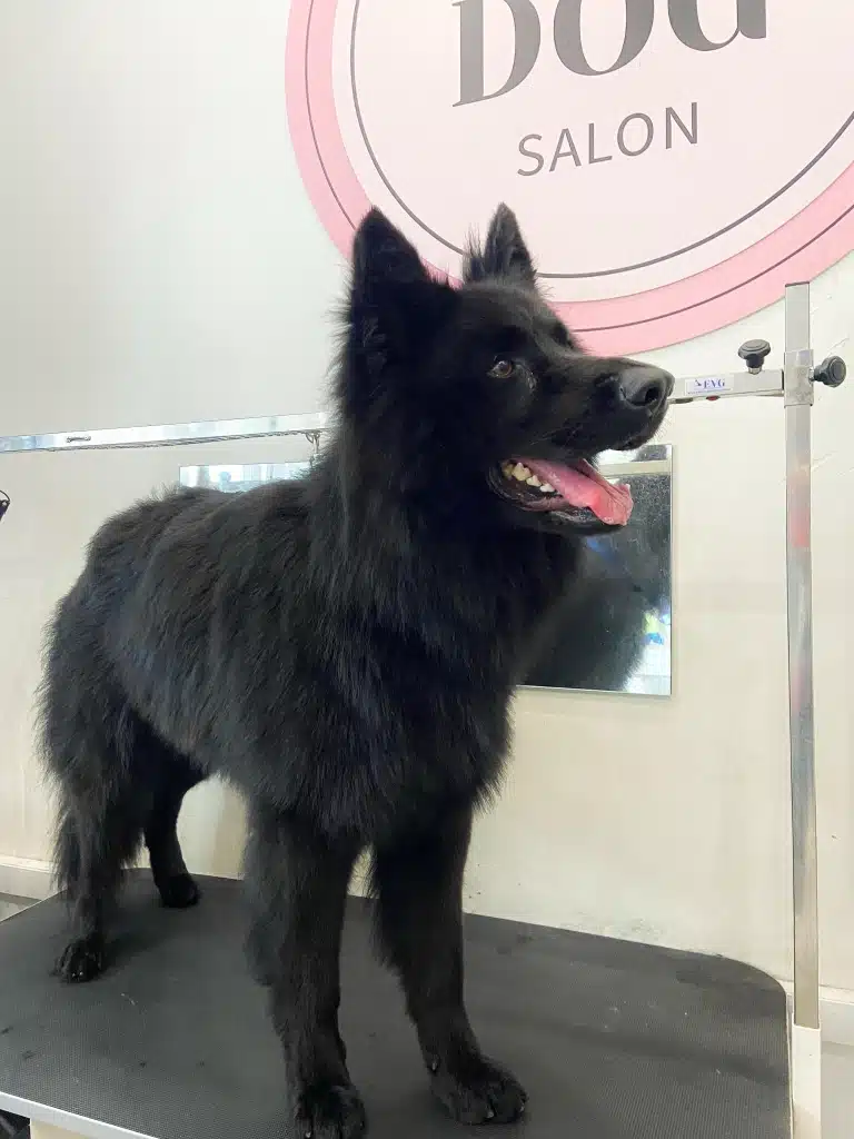 Чорна вівчарка стоїть на прямокутному чорному столі під логотипом грумінг-салону