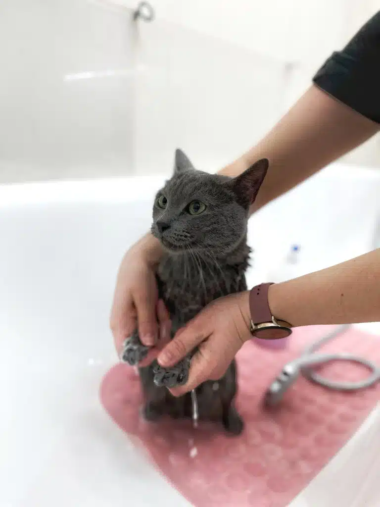 Грумер з рожевим годинником прибирає зайву вологу з передніх лап у ванні