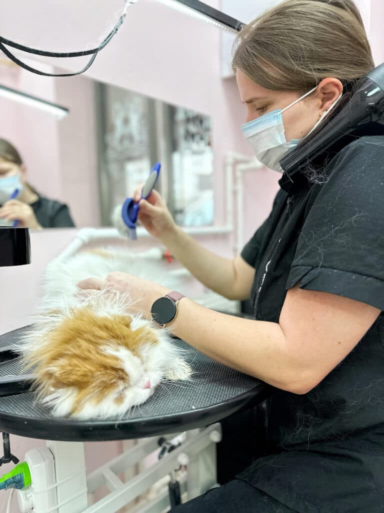 Грумер з годинником тримає шиєю фен під час вичісування шерсті синім слікером