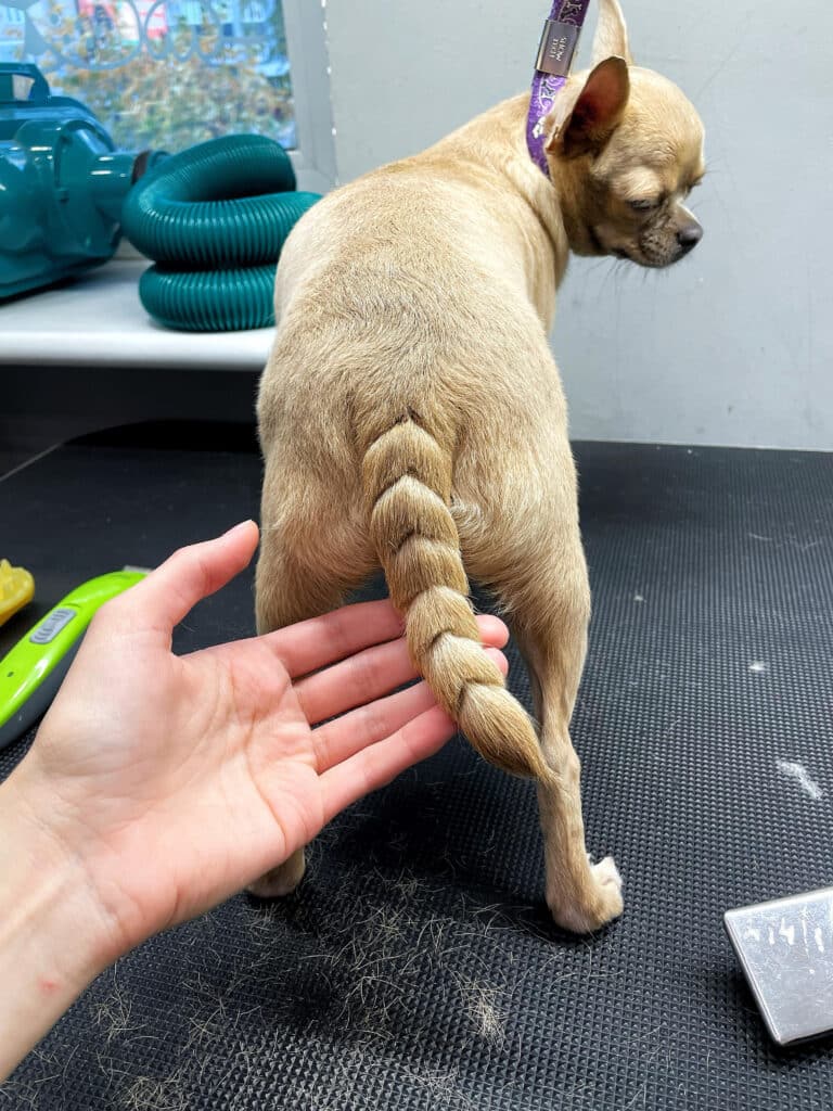 У бежевого короткошерстого чихуахуа шерсть на хвості вистрижена ялинкою