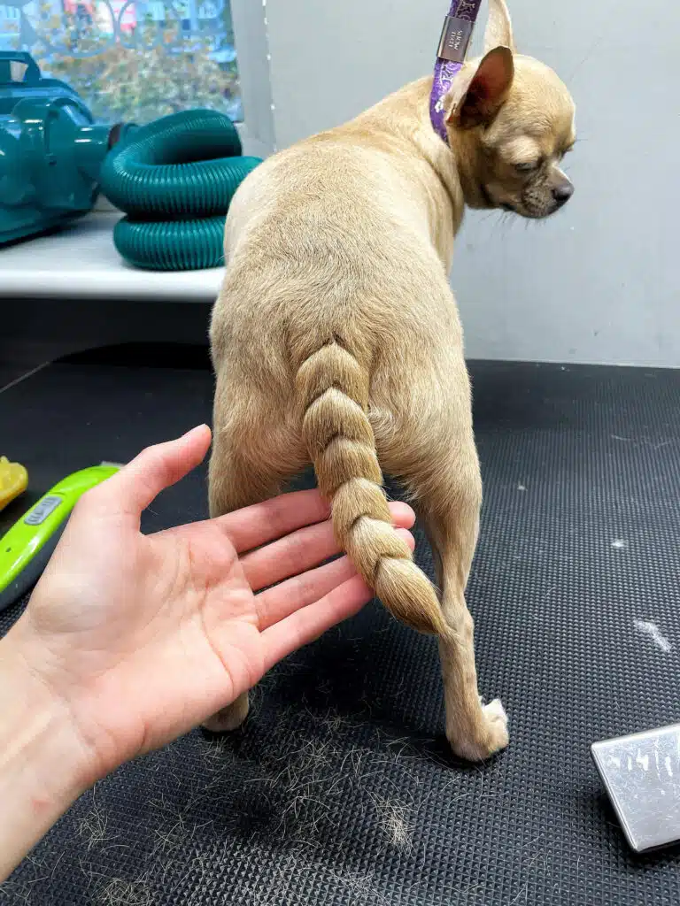 У бежевого короткошерстого чихуахуа шерсть на хвості вистрижена ялинкою