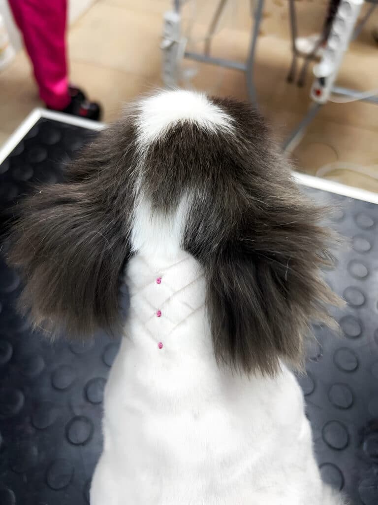 На шиї білого чиха з коричневими вухами вистрижений візерунок з рожевими стразами