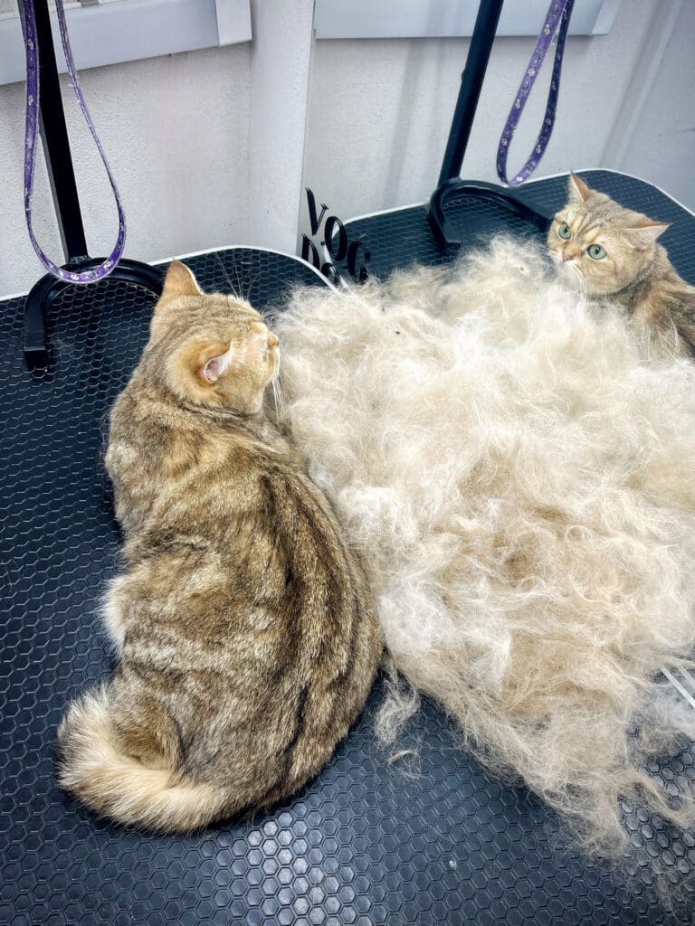 Перед котом та великим дзеркалом лежить багато вичесаного світлого підшерстя