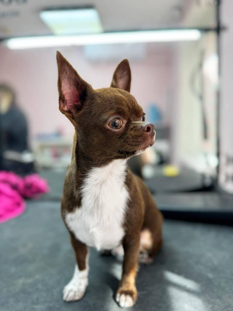 Коричневий короткошерстий чих з білою грудкою сидить на залитому сонцем столі