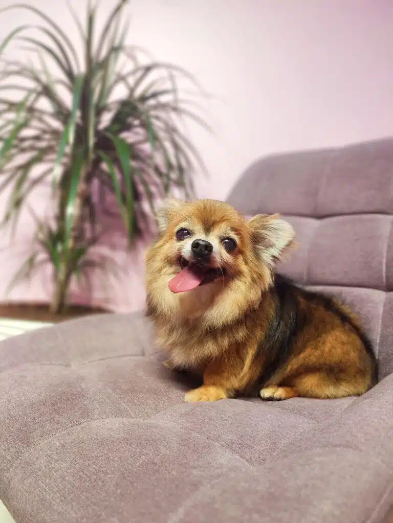 Коричневий пес з чорними смугами сидить на м'якому кріслі та показує язика