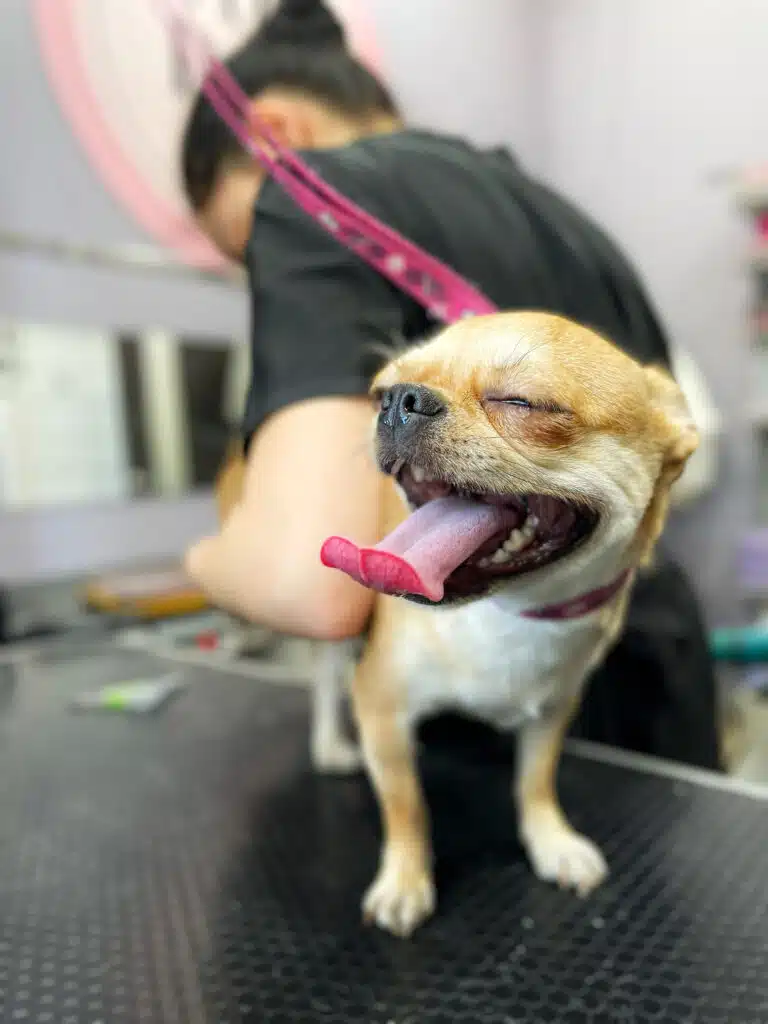 Поки грумер працює з задньою лапкою, чихуахуа прикрив очі та позіхає