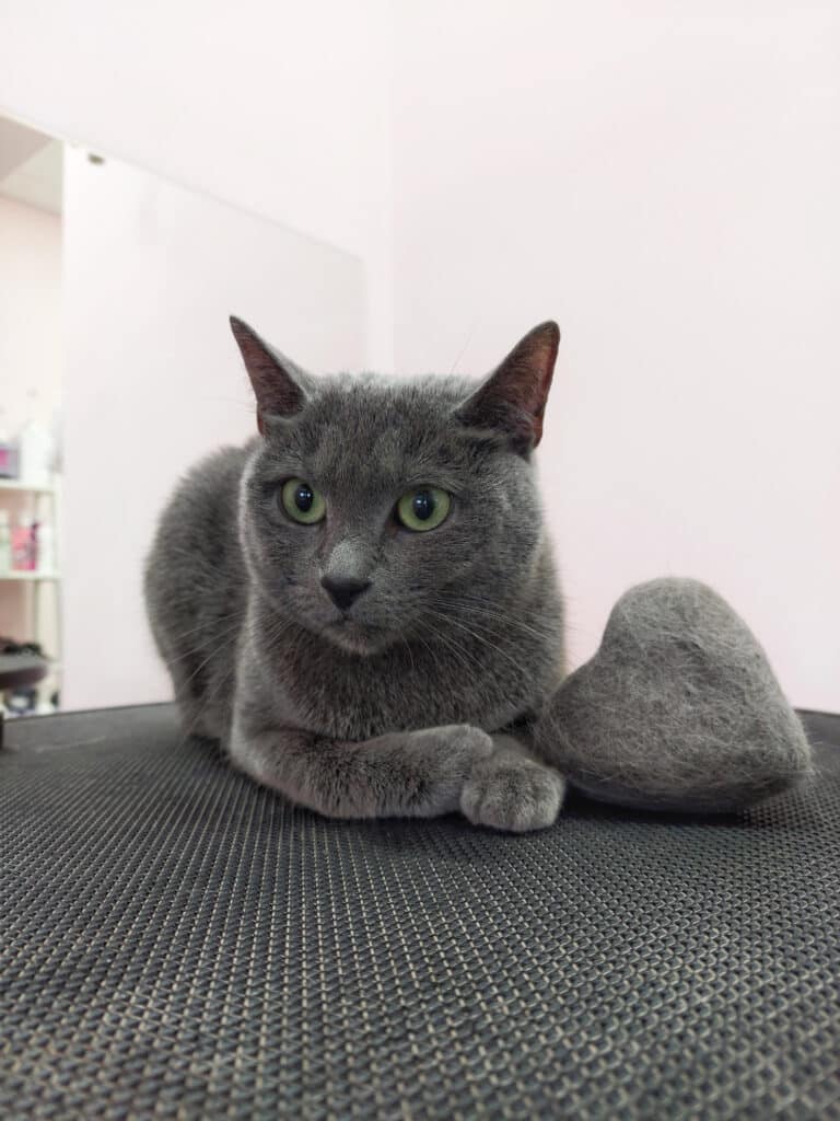 Поруч з сірим котом на чорному столі лежить сформоване з шерсті серце