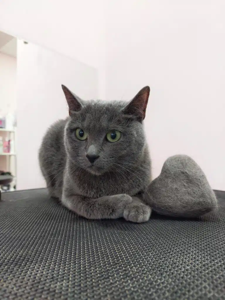 Поруч з сірим котом на чорному столі лежить сформоване з шерсті серце