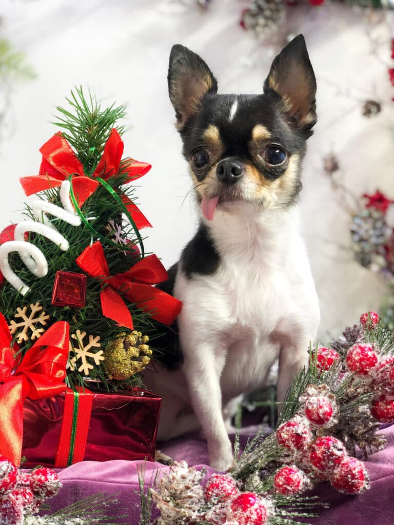 Літній чих з язиком, що звисає, сидить поруч з різдвяною ялинкою