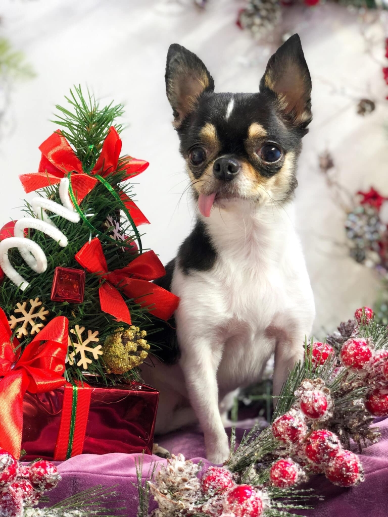 Літній чих з язиком, що звисає, сидить поруч з різдвяною ялинкою