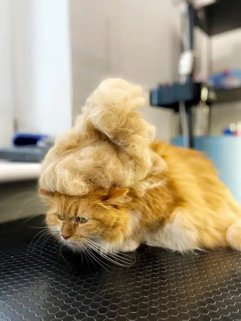 На голові рудого пухнастого кота ціла купа вичесаного підшерстя під час сезонної линьки