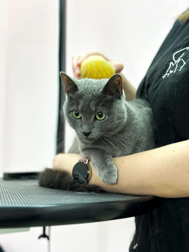 Грумер в чорній формі вичісує короткошерстого сірого кота жовтою силіконовою щіткою