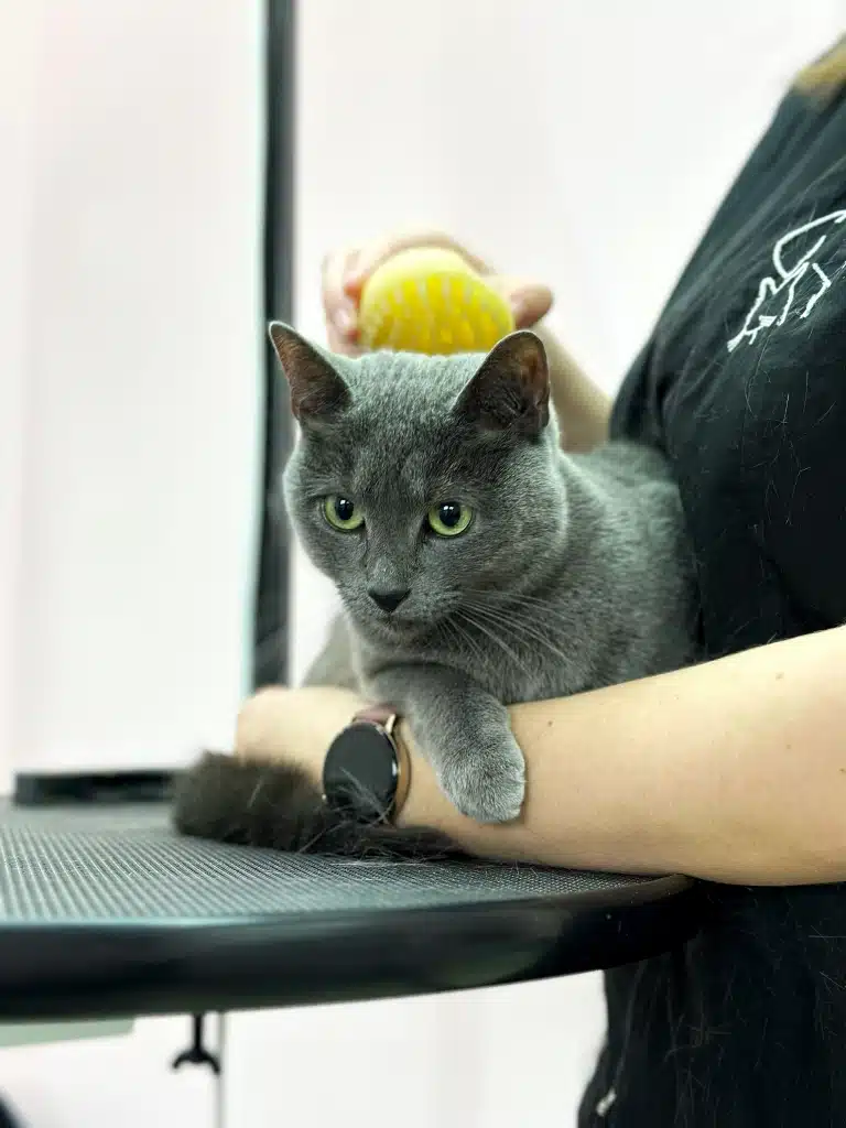 Грумер в чорній формі вичісує короткошерстого сірого кота жовтою силіконовою щіткою