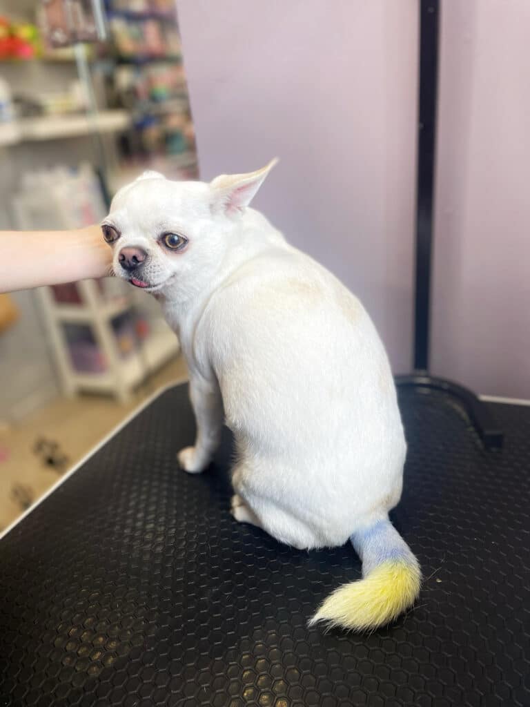 Білий чих з жовто-блакитним хвостом збирається показати язика