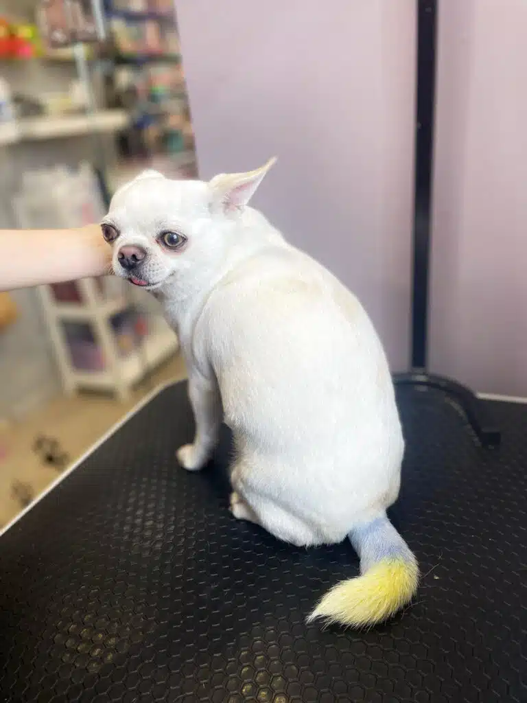 Білий чих з жовто-блакитним хвостом збирається показати язика