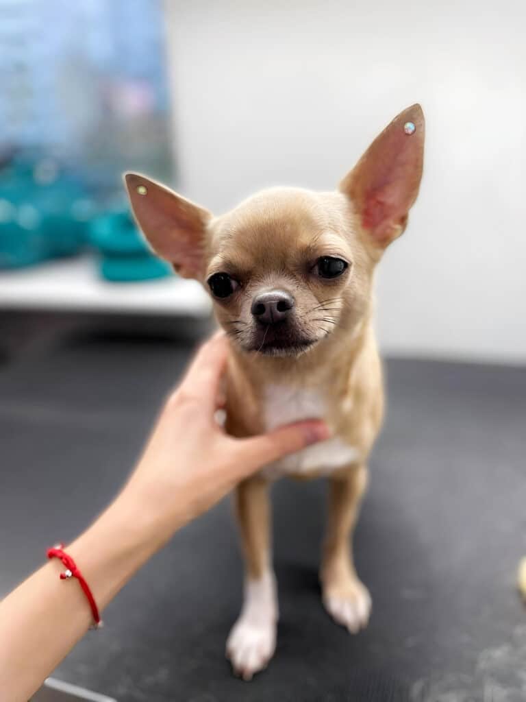 Чих з довгими та гострими вушками тепер сяятиме стразами