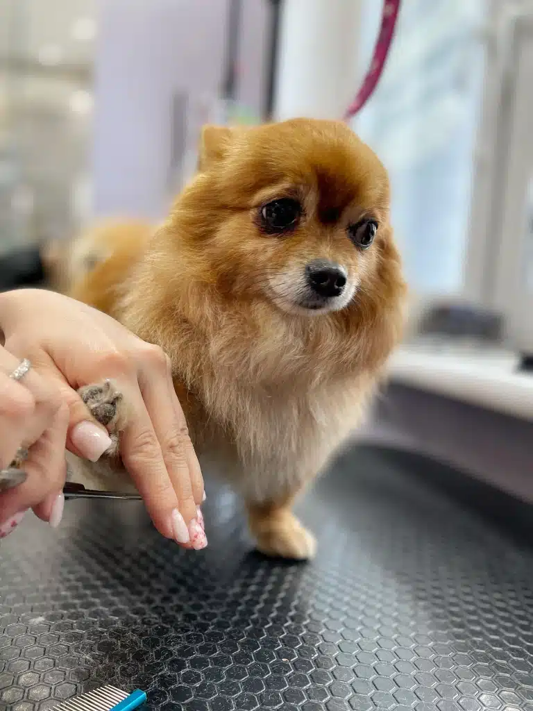 Грумер з рожевим манікюром тримає лапку рудого собаки та підстригає шерсть на подушечках