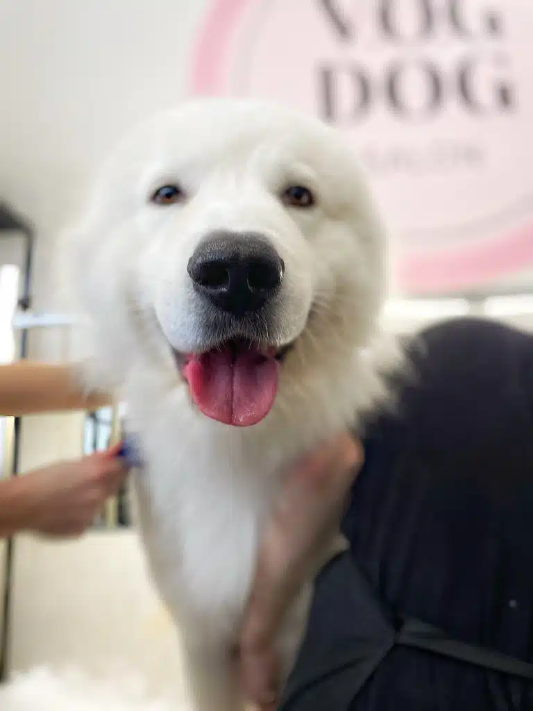 Чорний вологий ніс вівчарки та чистий рожевий язик свідчать про її відмінне здоров'я