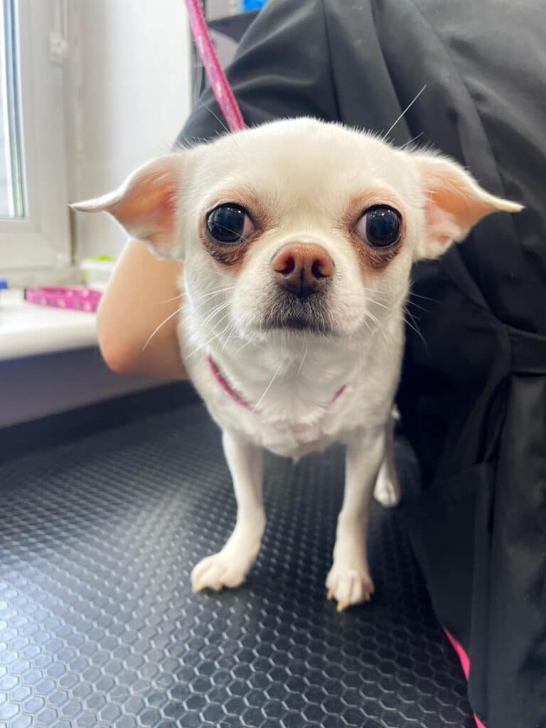 Білий чих з чорними очима має коричневу шерсть під очима, що надає йому втомленого вигляду