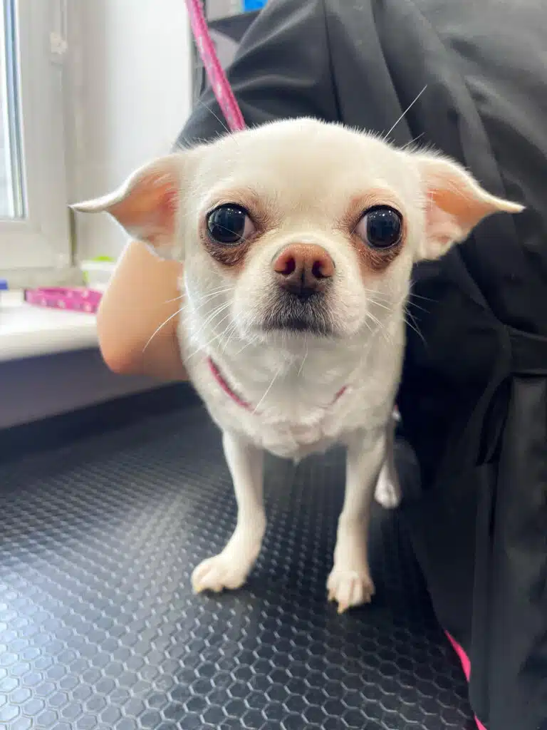 Білий чих з чорними очима має коричневу шерсть під очима, що надає йому втомленого вигляду