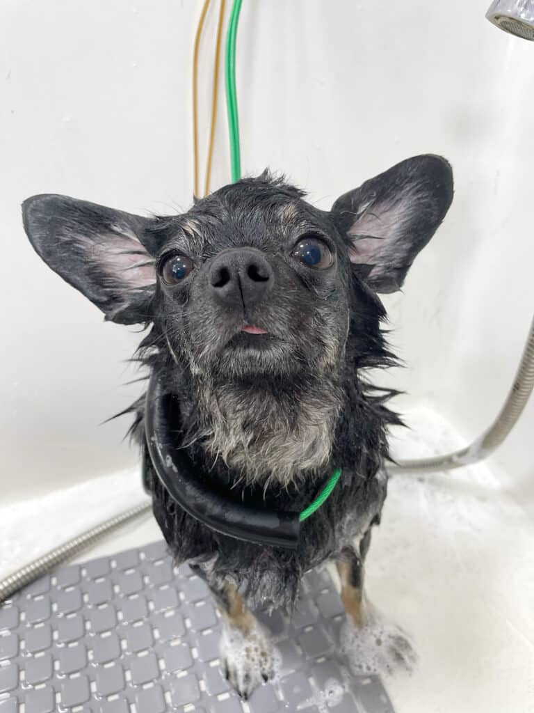 Чорний пес стоїть в ванні на сірому гумовому килимку