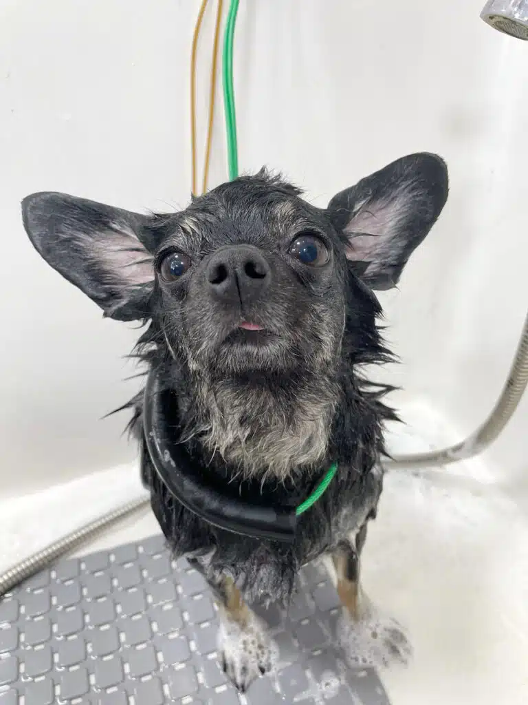 Чорний пес стоїть в ванні на сірому гумовому килимку