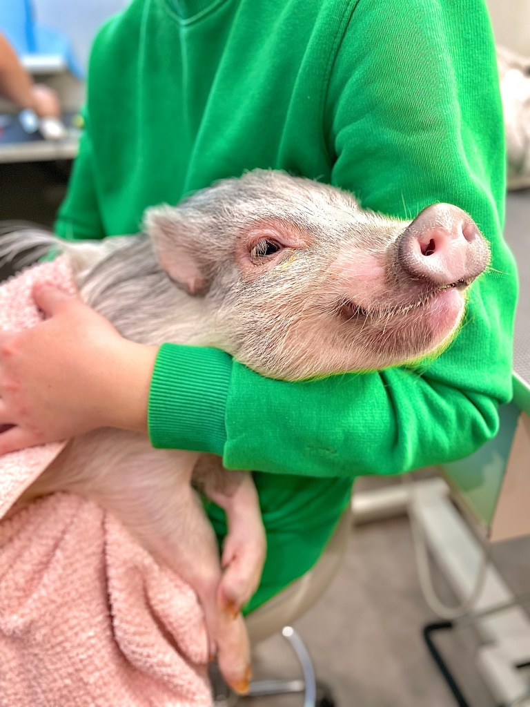 Дівчина в зеленому худі тримає мініпіга в світлому рушнику