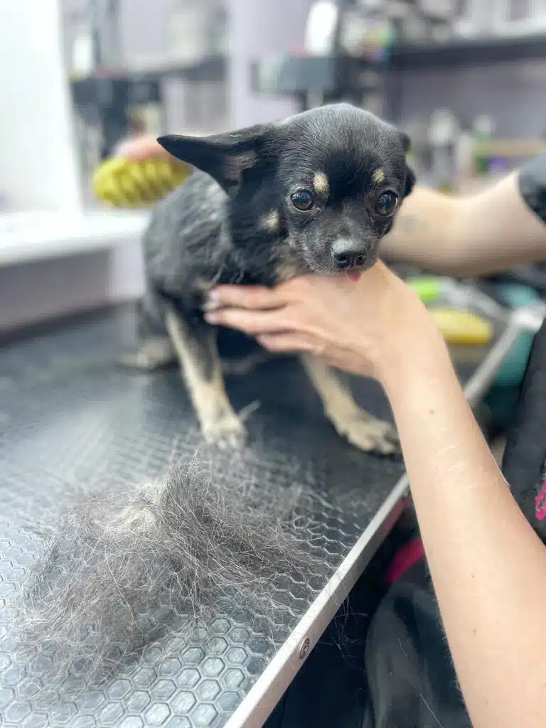 Чорний пес в процесі вичісування вже позбувся трохи підшерстя