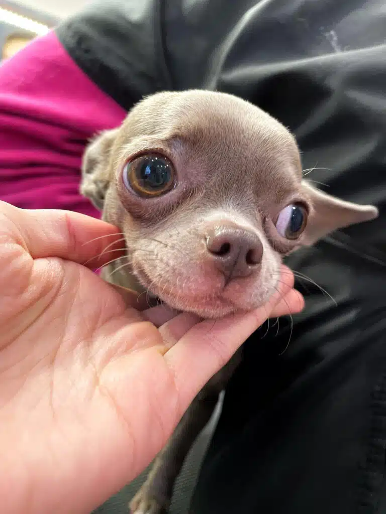 Рука тримає за підборіддя чиха з великими коричневими очима та вологим носиком