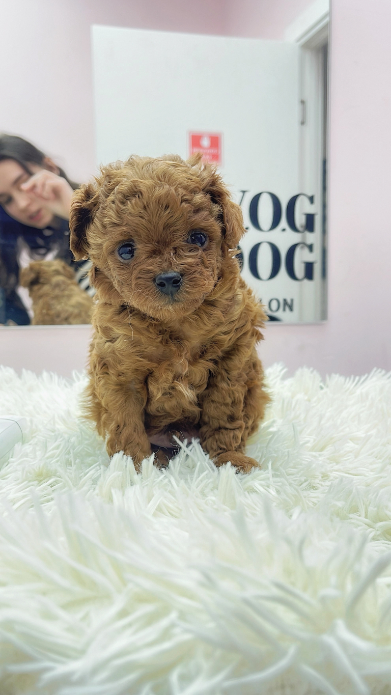 Цуценя мальтіпу сидить на білому пухнастому пледі перед дзеркалом грумерської