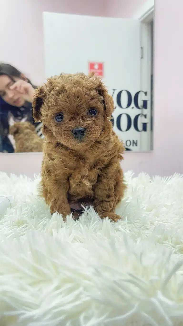 Цуценя мальтіпу сидить на білому пухнастому пледі перед дзеркалом грумерської