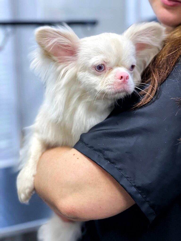 Чихуахуа-альбінос має сумну мордочку, хоча сидить в обіймах грумера
