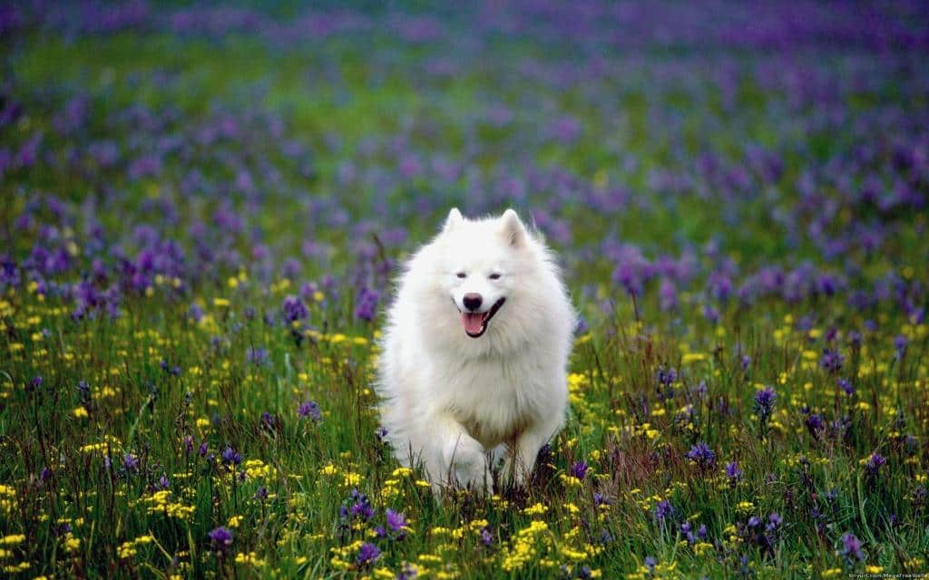 Samoyed: origin, character and care of a charming friend from the North -  V.O.G DOG